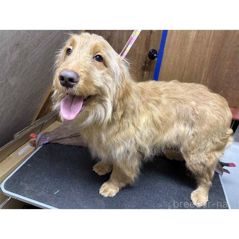 販売中の青森県のゴールデンドゥードル:ゴールデンレトリーバー×プードル-411053の3枚目