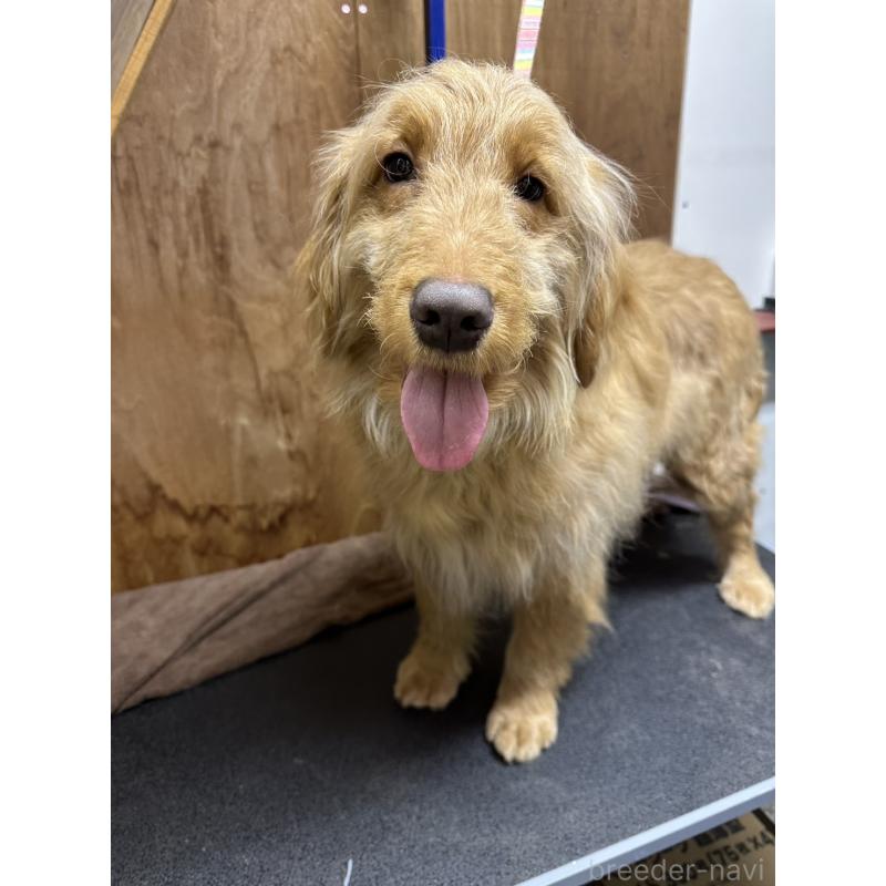 販売中の青森県のゴールデンドゥードル:ゴールデンレトリーバー×プードル-411053の2枚目