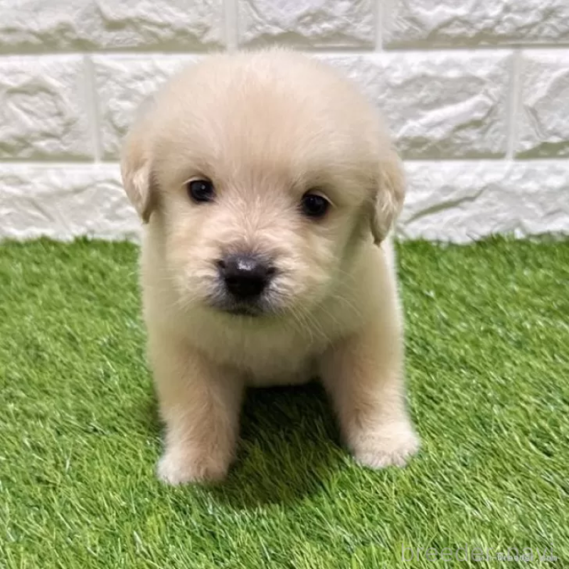 販売中の愛知県のゴールデンレトリーバー-444475