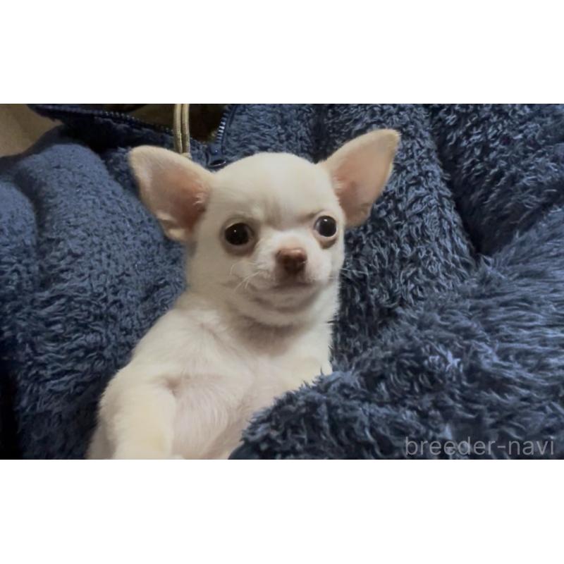 販売中の埼玉県のチワワ(スムースコート)-437928の2枚目