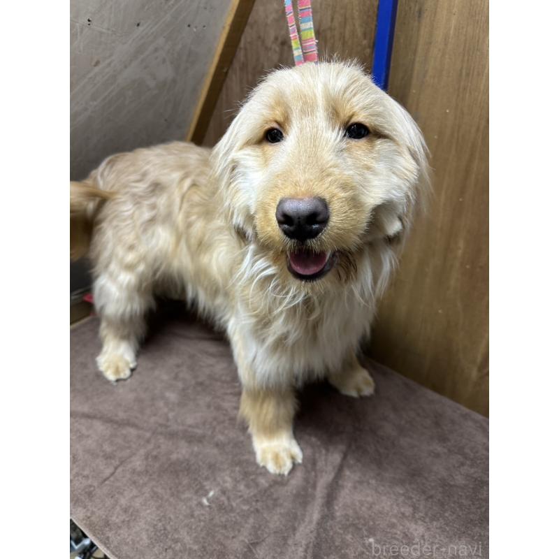 販売中の青森県のゴールデンドゥードル:ゴールデンレトリーバー×プードル-411050