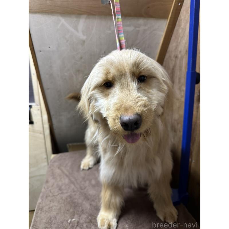 販売中の青森県のゴールデンドゥードル:ゴールデンレトリーバー×プードル-411050の4枚目