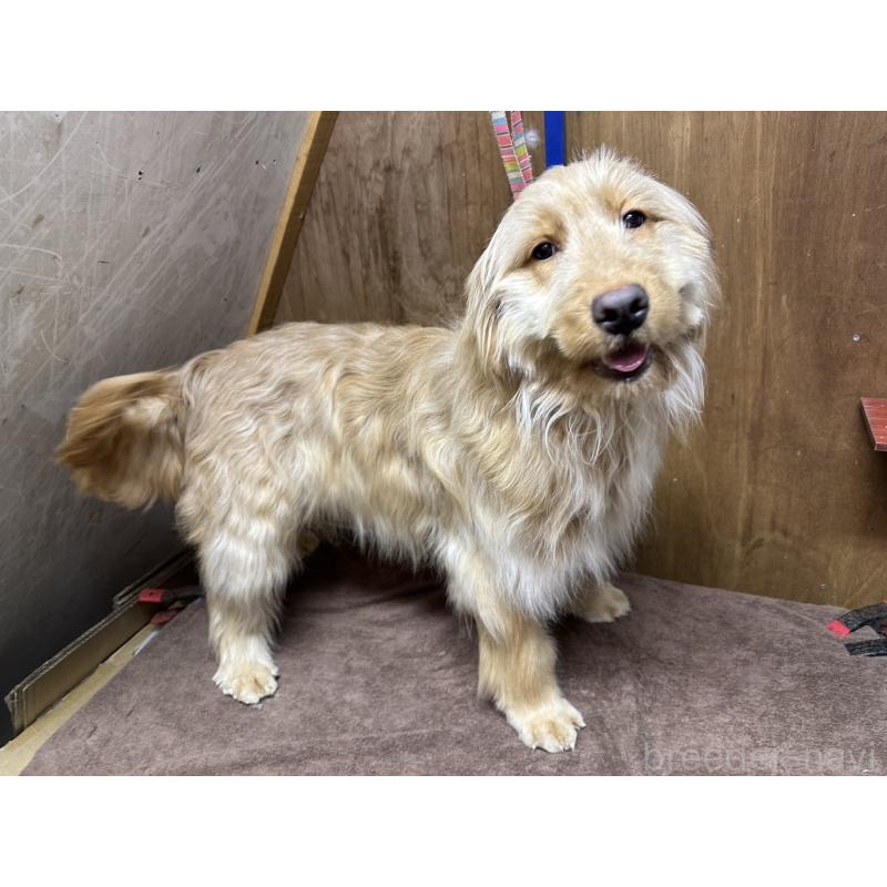 販売中の青森県のゴールデンドゥードル:ゴールデンレトリーバー×プードル-411050の3枚目