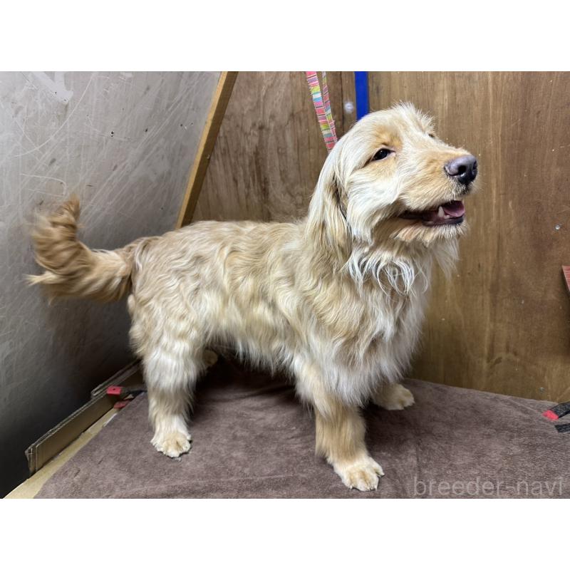 販売中の青森県のゴールデンドゥードル:ゴールデンレトリーバー×プードル-411050の2枚目