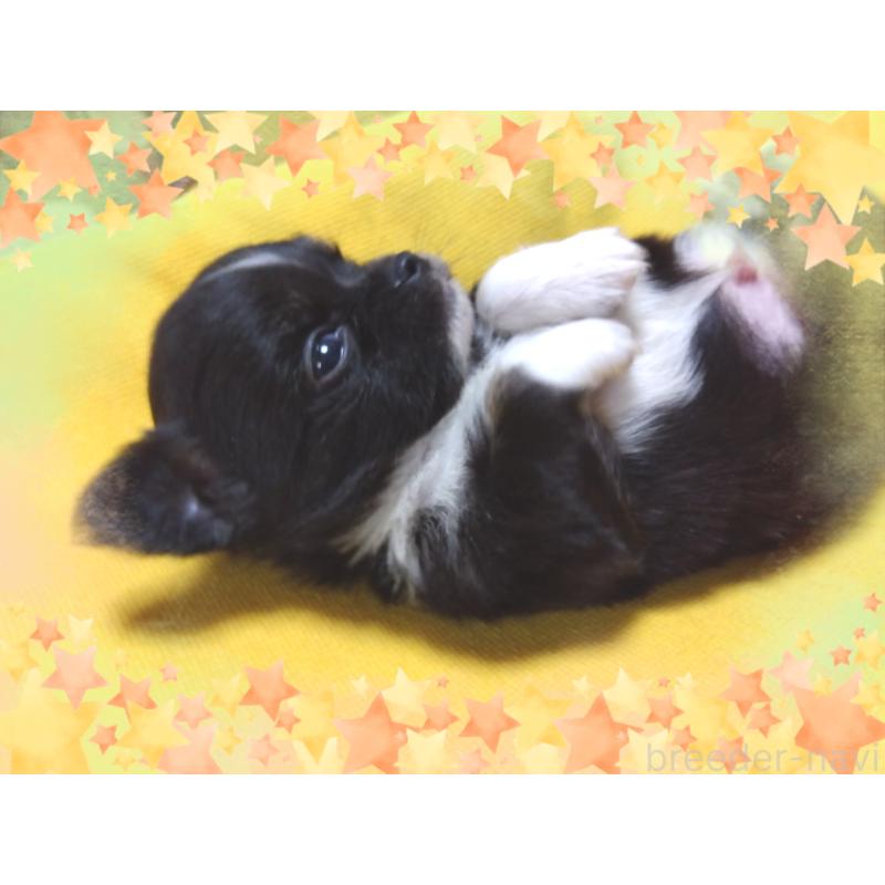 販売中の大阪府のチワワ(ロングコート)-445246の4枚目