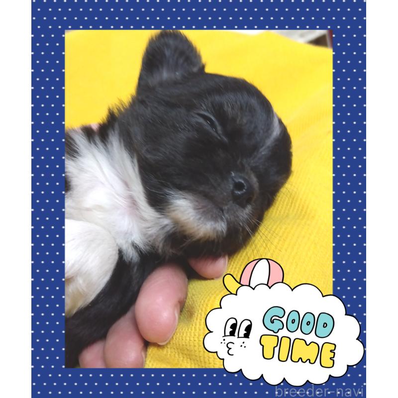 販売中の大阪府のチワワ(ロングコート)-445246の3枚目