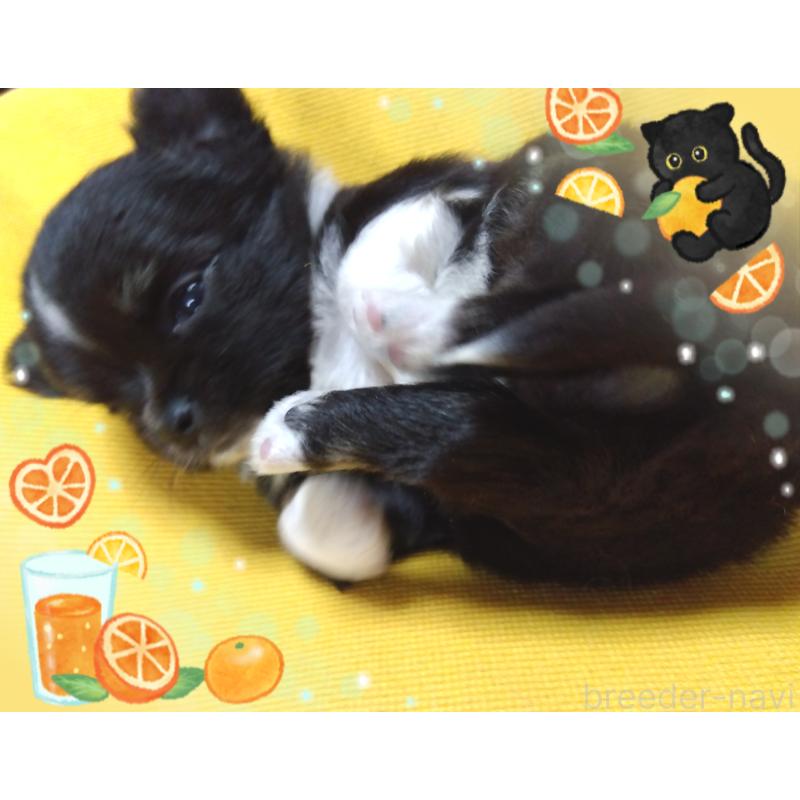 販売中の大阪府のチワワ(ロングコート)-445246の2枚目