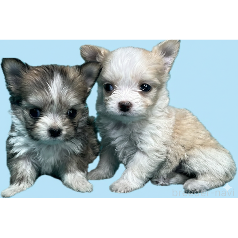 販売中の兵庫県のチワマル:チワワ×マルチーズ-445248の1枚目