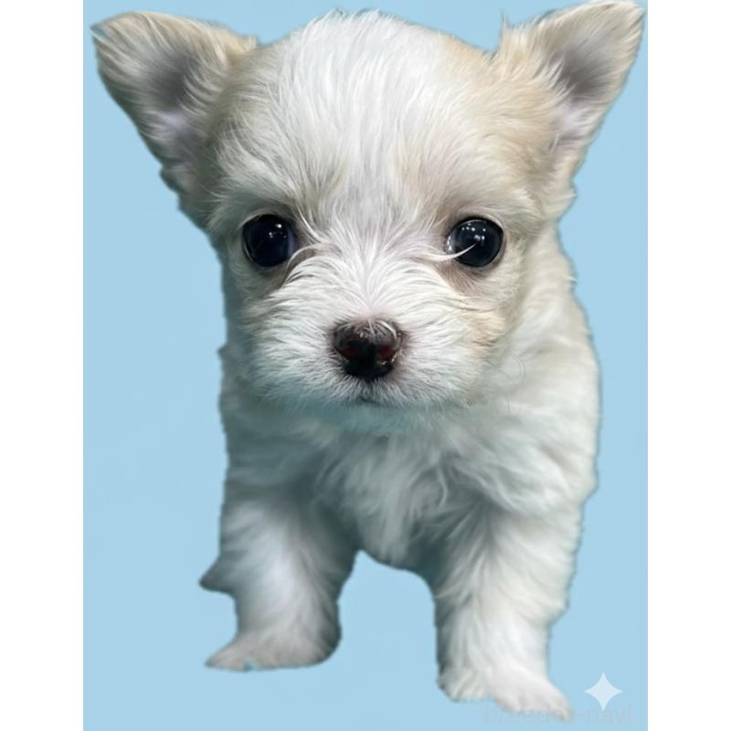 販売中の兵庫県のチワマル:チワワ×マルチーズ-445248の2枚目