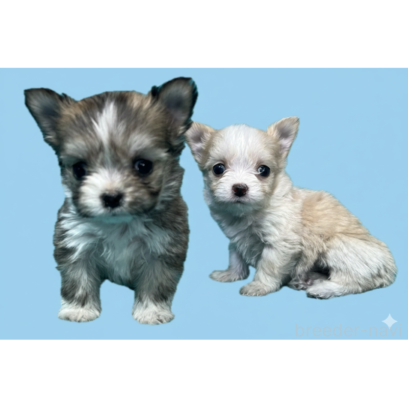 販売中の兵庫県のチワマル:チワワ×マルチーズ-445249