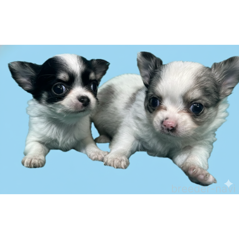 販売中の兵庫県のチワワ(ロングコート)-445250