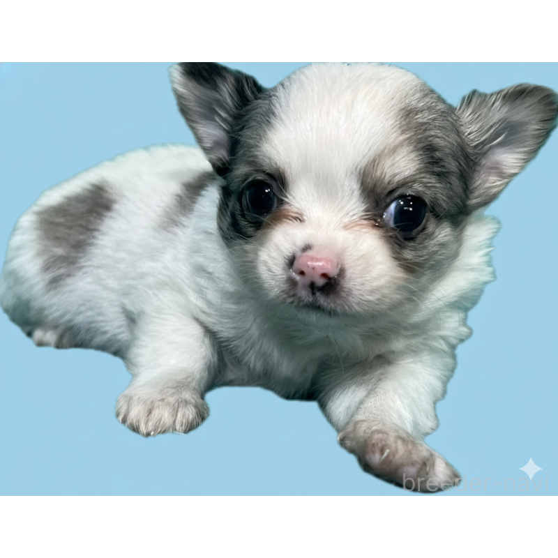 販売中の兵庫県のチワワ(ロングコート)-445251の2枚目