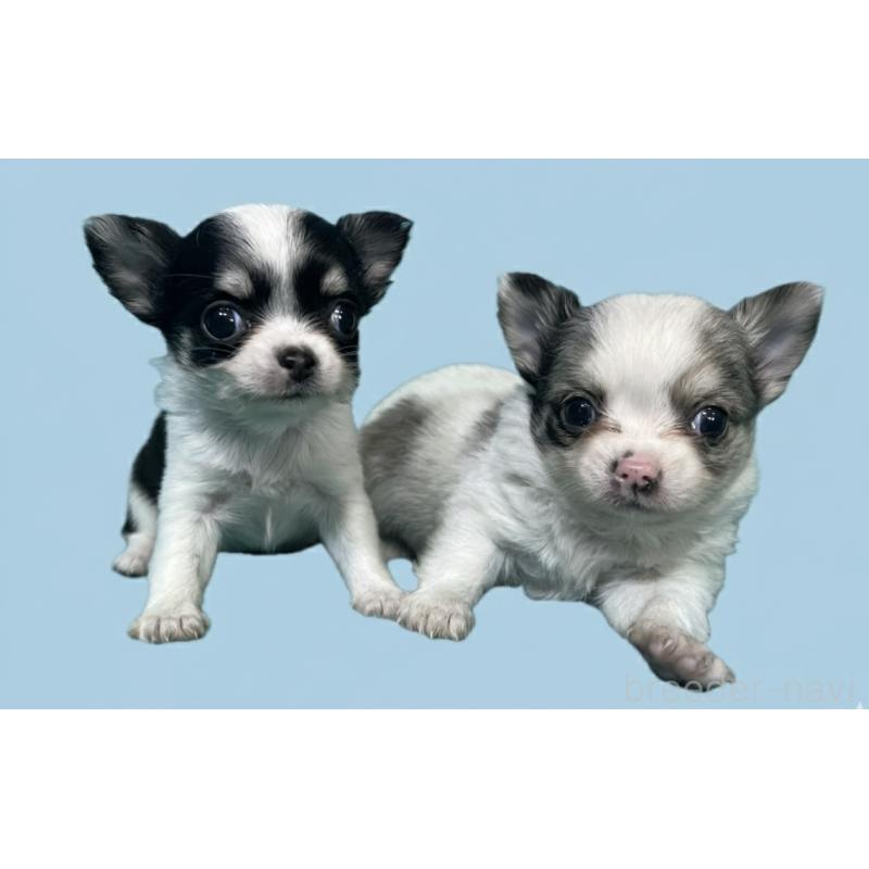 販売中の兵庫県のチワワ(ロングコート)-445251の1枚目