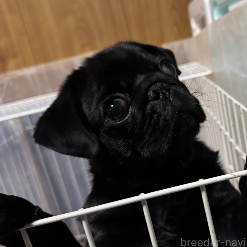 販売中の福井県のパグ-440118の2枚目