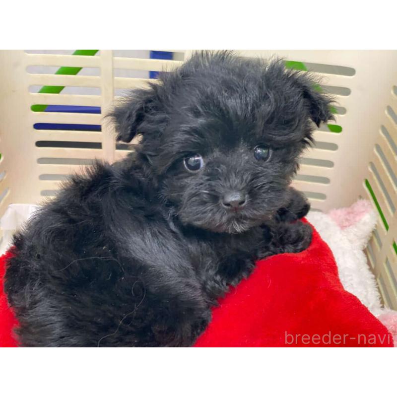 販売中の鹿児島県のヨープー:ヨークシャーテリア×トイプードル-436337の5枚目