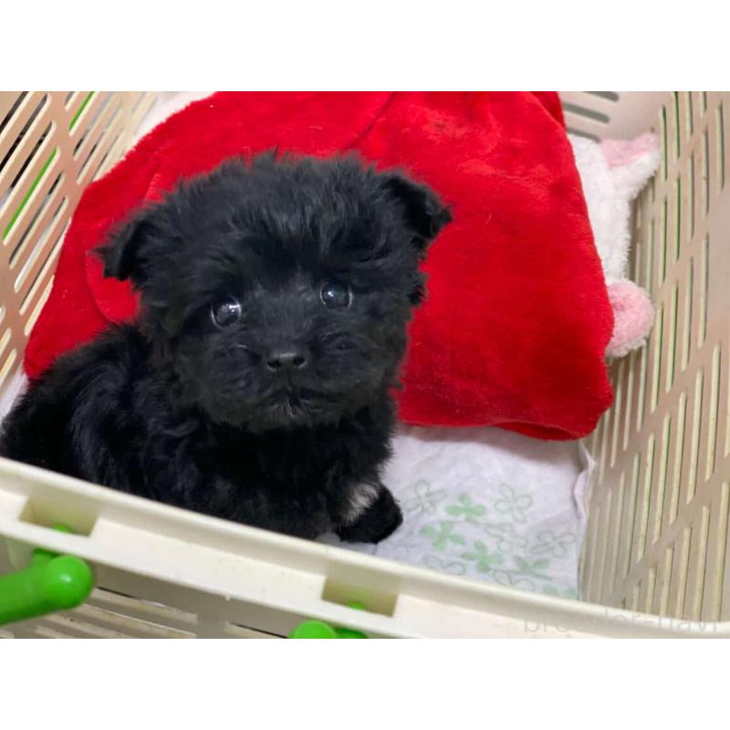 販売中の鹿児島県のヨープー:ヨークシャーテリア×トイプードル-436337の3枚目