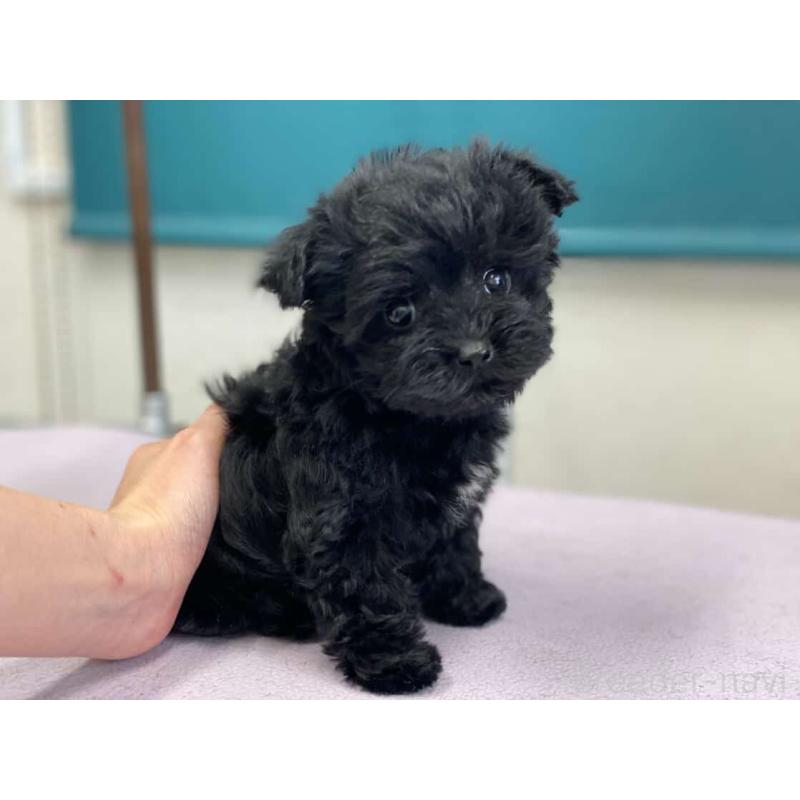 販売中の鹿児島県のヨープー:ヨークシャーテリア×トイプードル-436337の2枚目