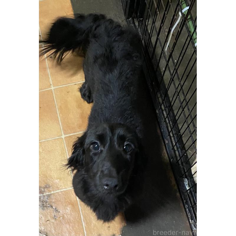 販売中の福井県のミニチュアダックスフンド(ロングヘアード)-445252の2枚目