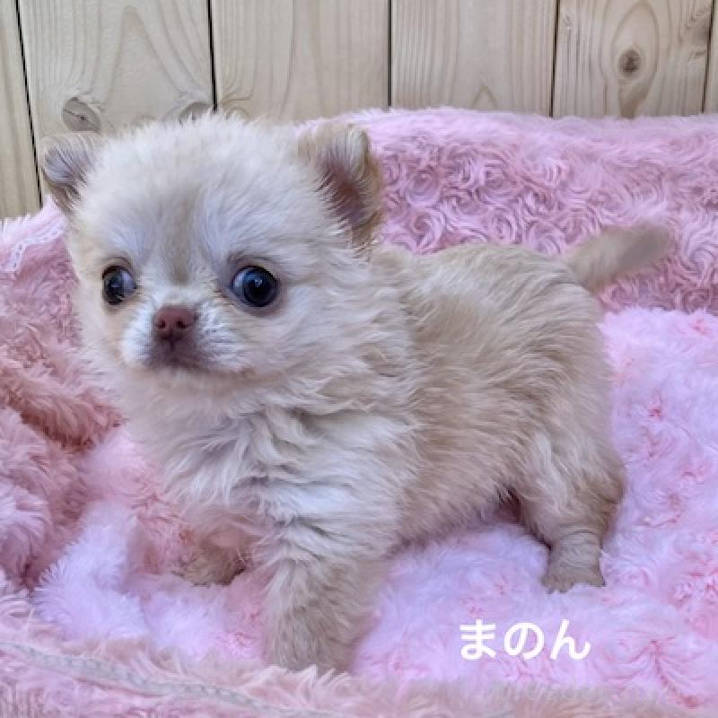 販売中の群馬県のチワワ(ロングコート)-444279