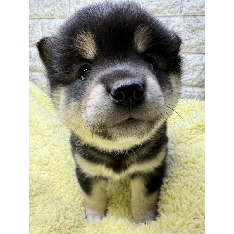 販売中の茨城県の豆柴-445256の6枚目