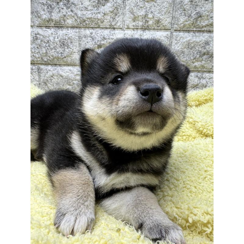 販売中の茨城県の豆柴-445256の5枚目