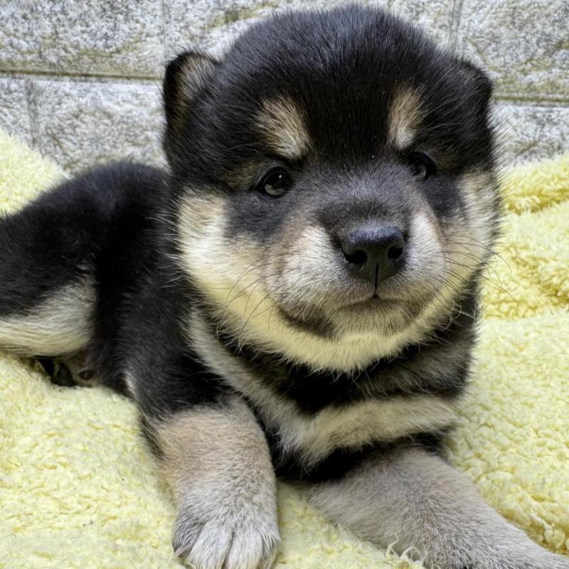 販売中の茨城県の豆柴-445256の1枚目