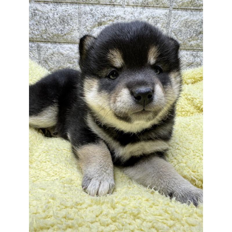 販売中の茨城県の豆柴-445256の2枚目