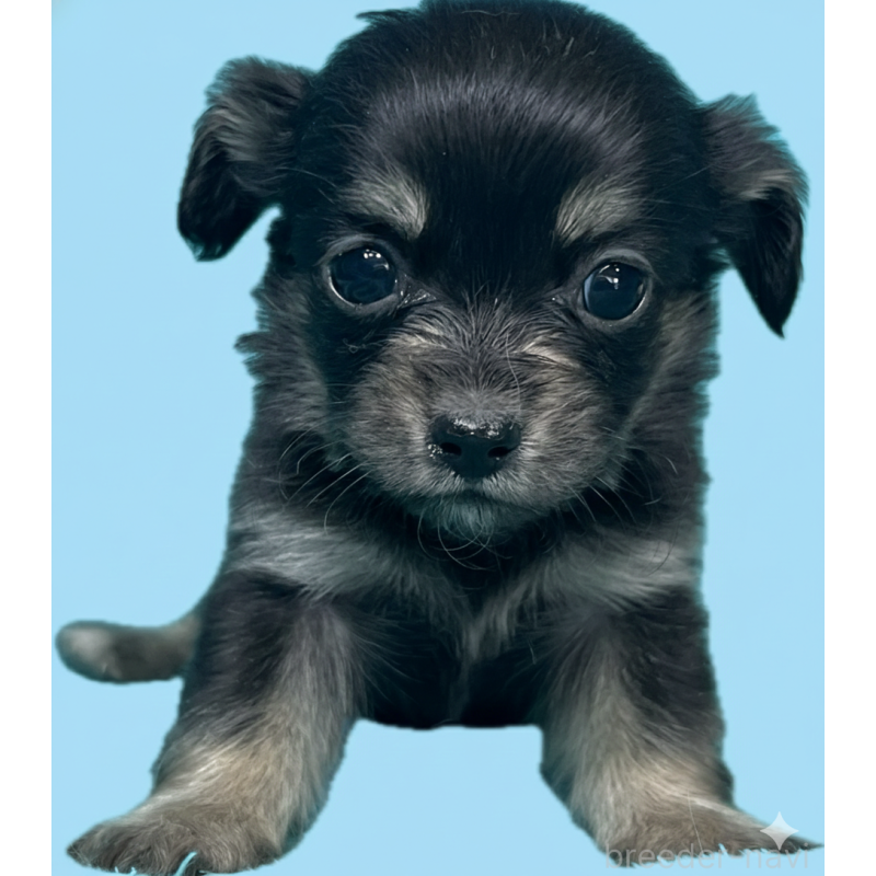 販売中の兵庫県のチワワ(ロングコート)-445257の2枚目