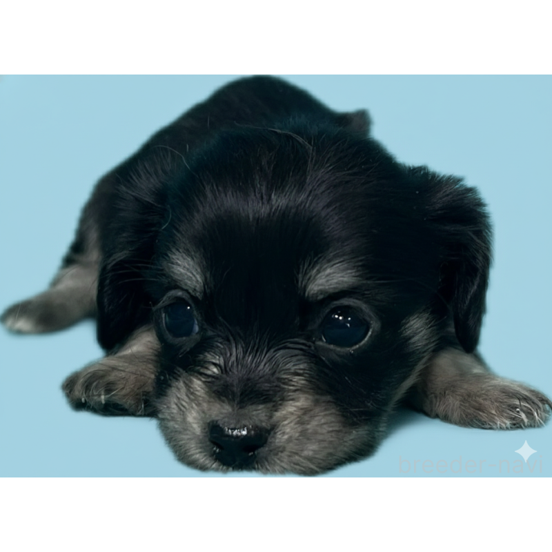 販売中の兵庫県のチワックス:チワワ×ミニチュアダックスフンド-445255の1枚目