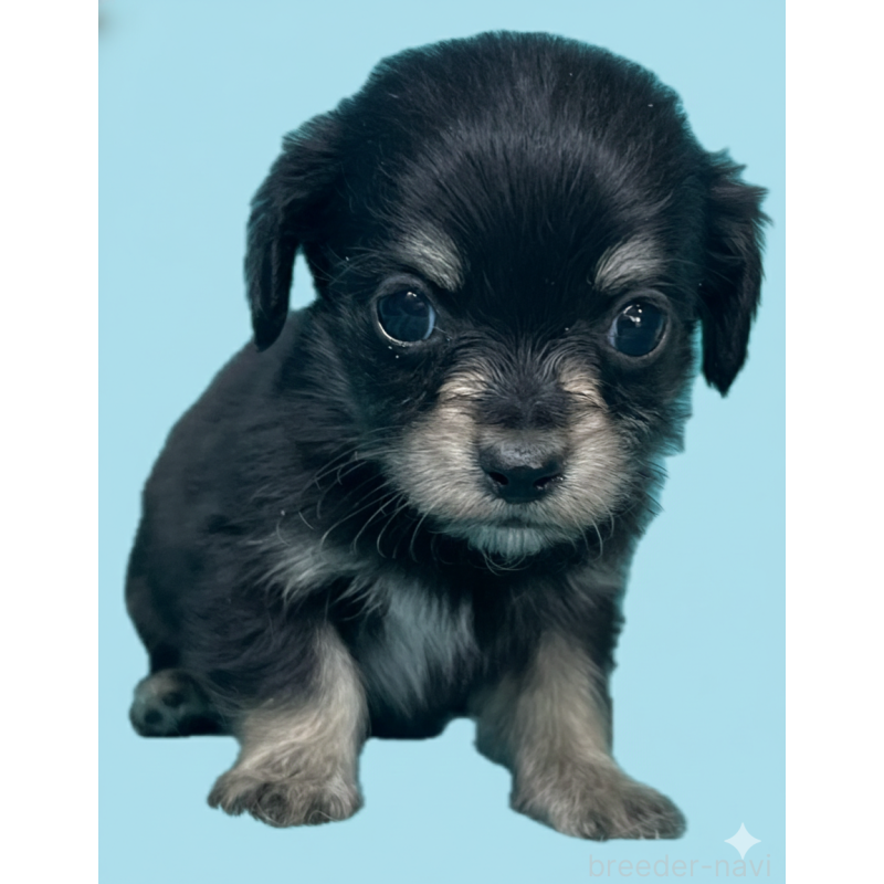 販売中の兵庫県のチワックス:チワワ×ミニチュアダックスフンド-445258