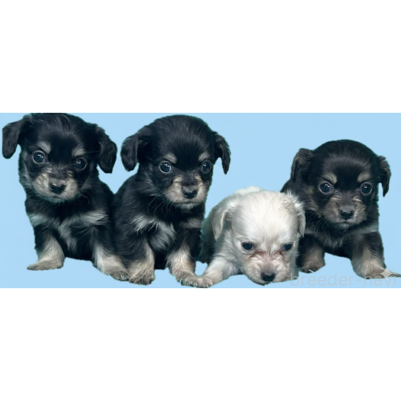 販売中の兵庫県のチワワ(ロングコート)-445259の2枚目