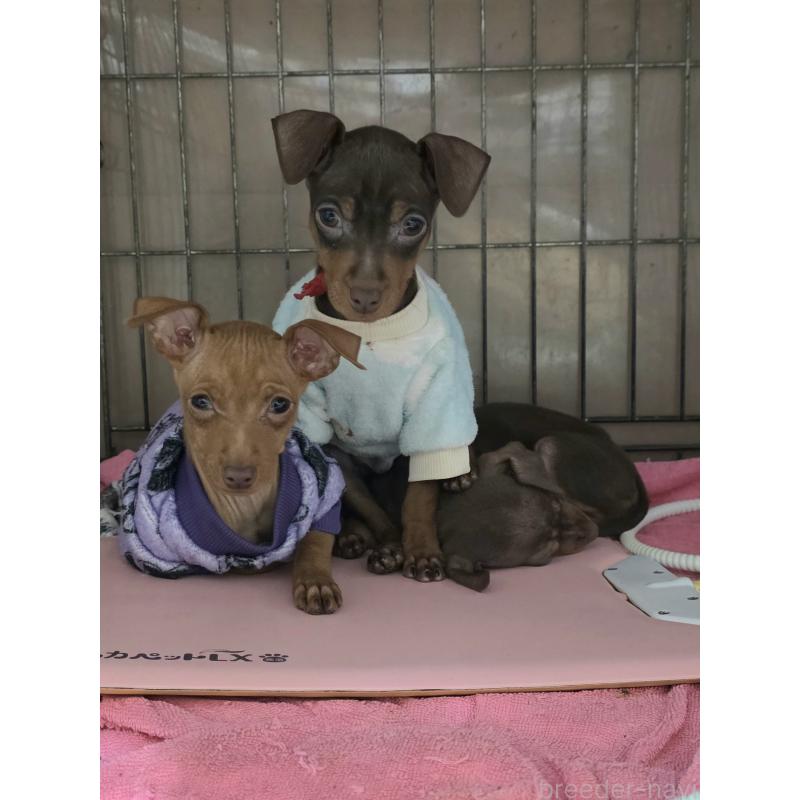 商談中の静岡県のミニチュアピンシャー(ミニピン)-441073の2枚目