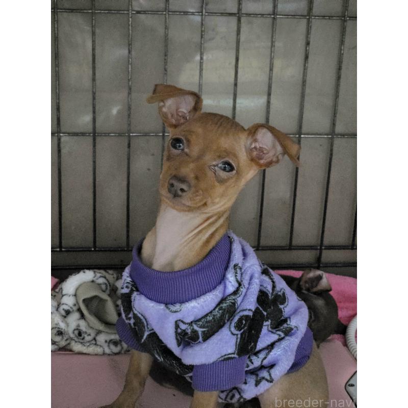 販売中の静岡県のミニチュアピンシャー(ミニピン)-440135の7枚目