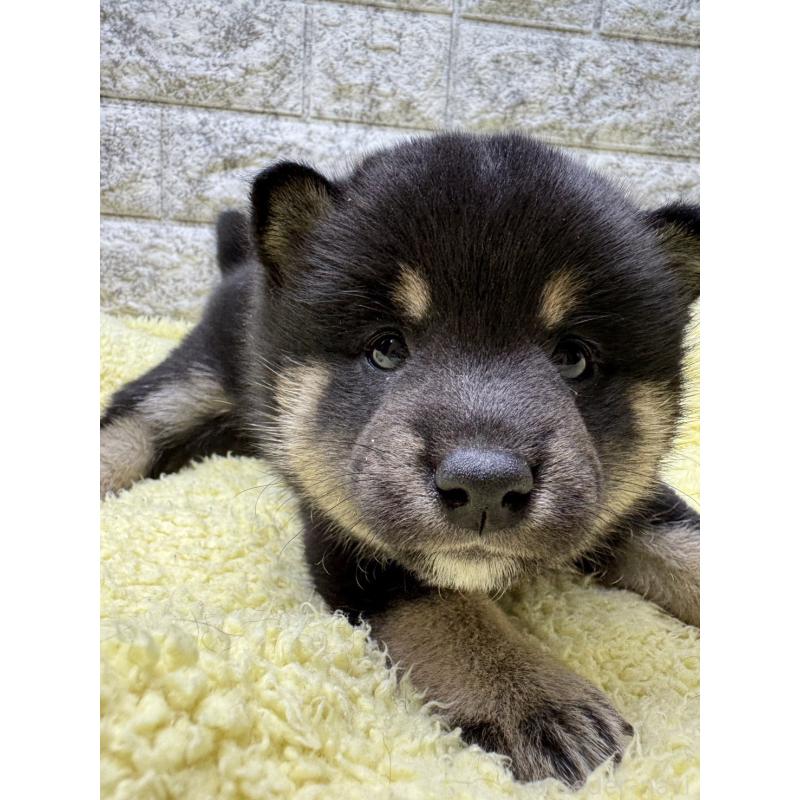 販売中の茨城県の豆柴-445260の7枚目