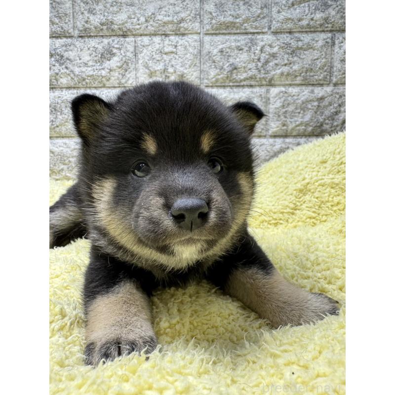 販売中の茨城県の豆柴-445260の6枚目