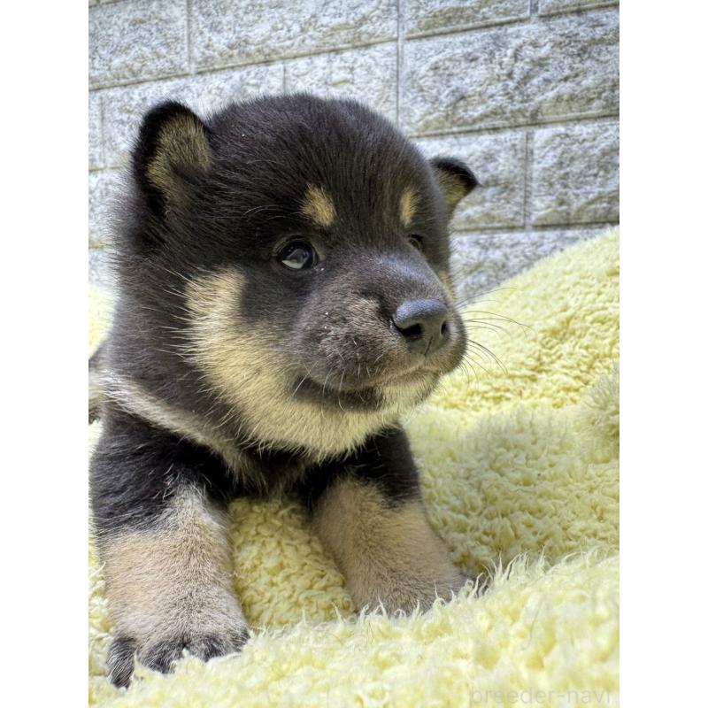 販売中の茨城県の豆柴-445260の5枚目