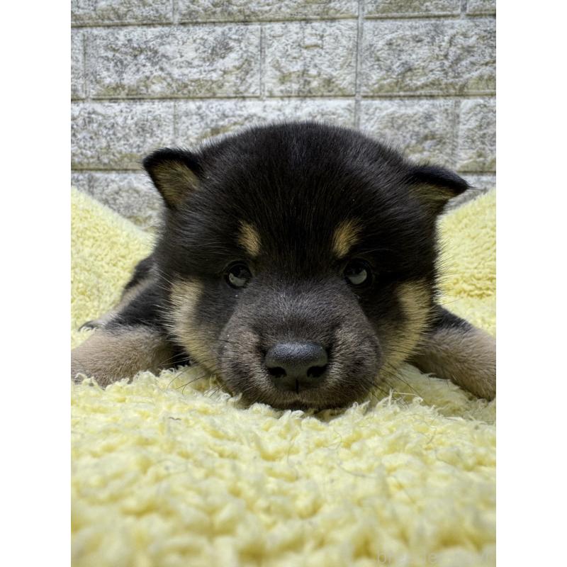 販売中の茨城県の豆柴-445260の3枚目