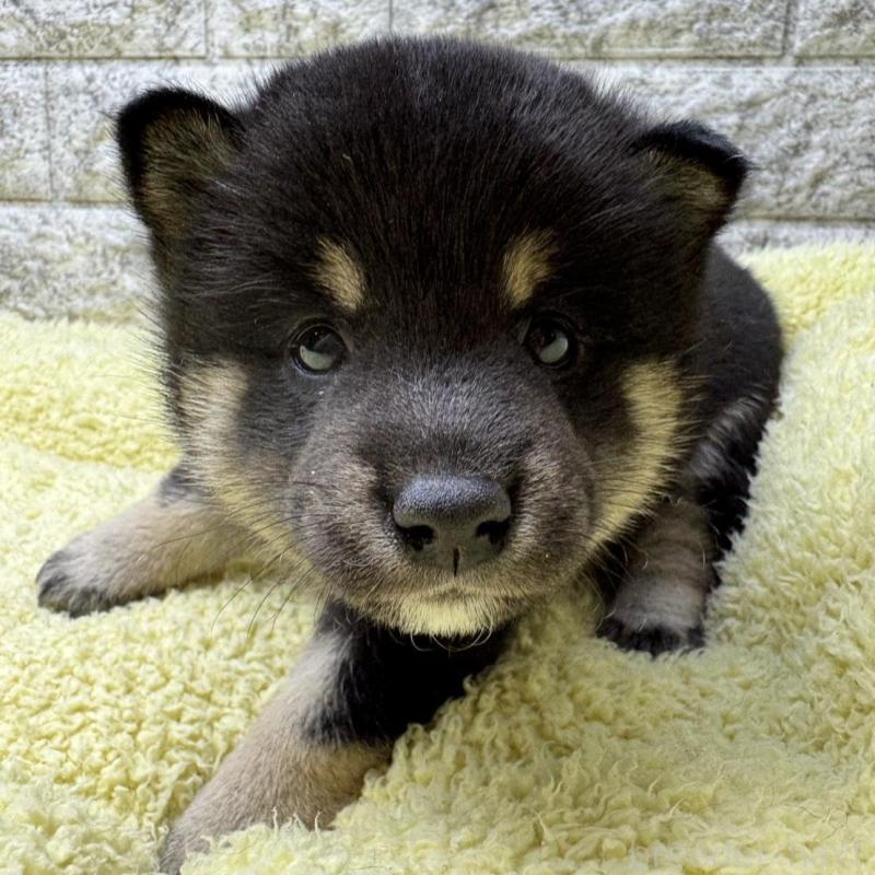 販売中の茨城県の豆柴-445260