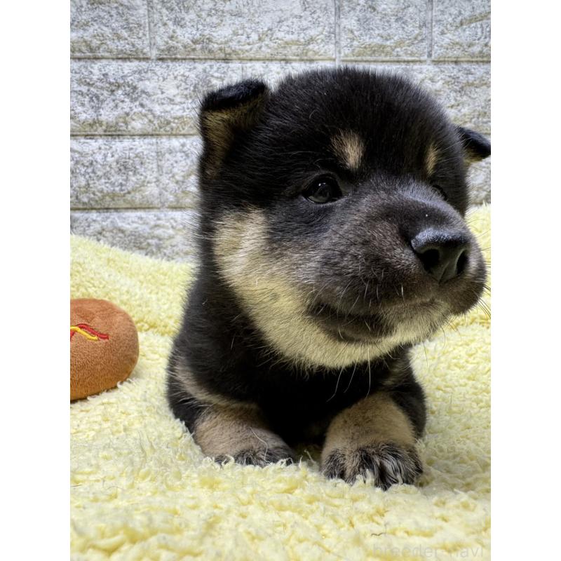 販売中の茨城県の豆柴-445261の7枚目