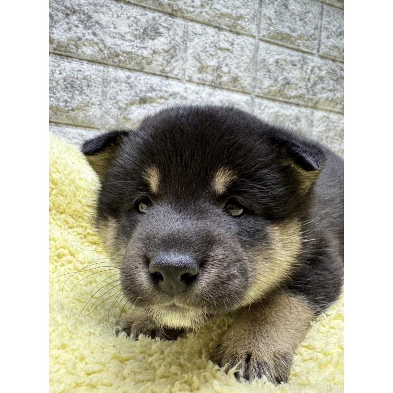 販売中の茨城県の豆柴-445261の6枚目