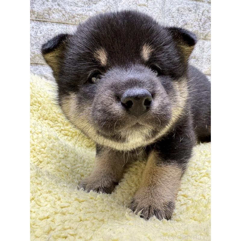 販売中の茨城県の豆柴-445261の5枚目