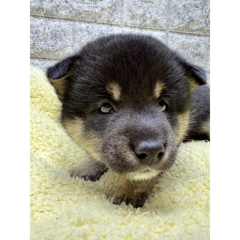 販売中の茨城県の豆柴-445261の4枚目