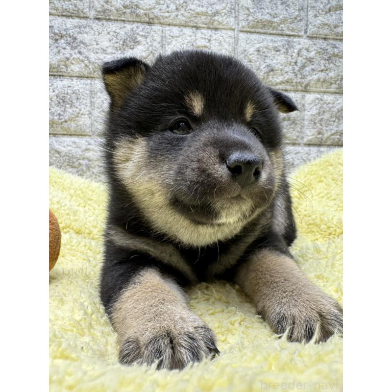 販売中の茨城県の豆柴-445261の3枚目