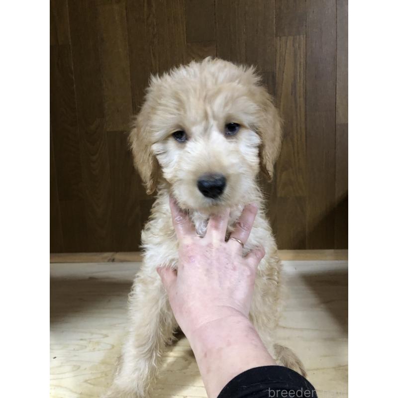 販売中の兵庫県のゴールデンドゥードル:ゴールデンレトリーバー×プードル-444195