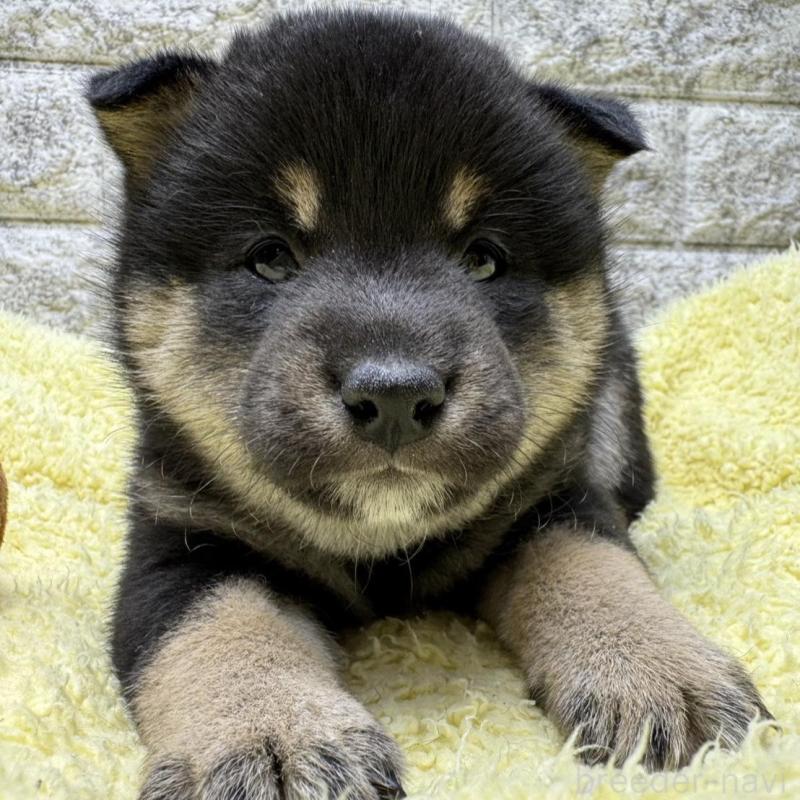 販売中の茨城県の豆柴-445261