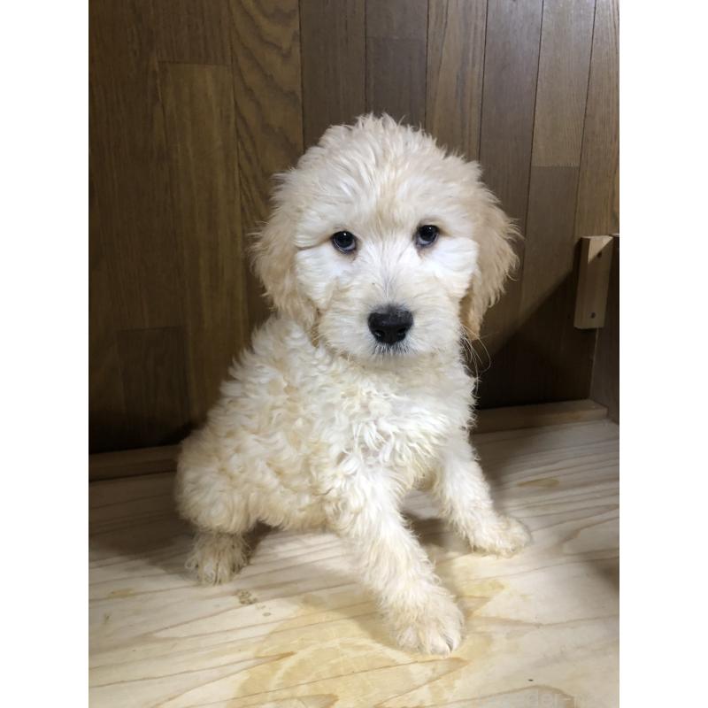 販売中の兵庫県のゴールデンドゥードル:ゴールデンレトリーバー×プードル-444204