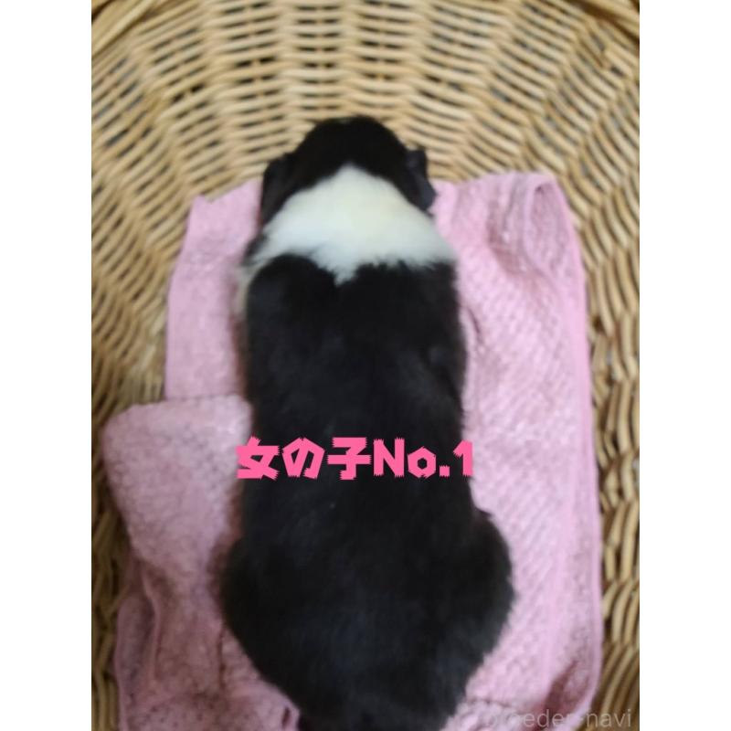 販売中の福島県のラフコリー-445406の2枚目