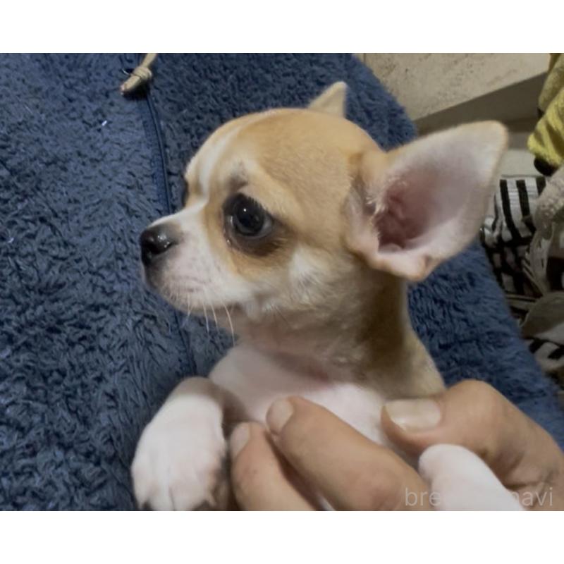 販売中の埼玉県のチワワ(スムースコート)-438431の2枚目