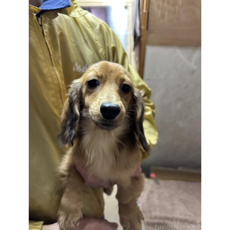 販売中の青森県のミニチュアダックスフンド(ロングヘアード)-445464の4枚目