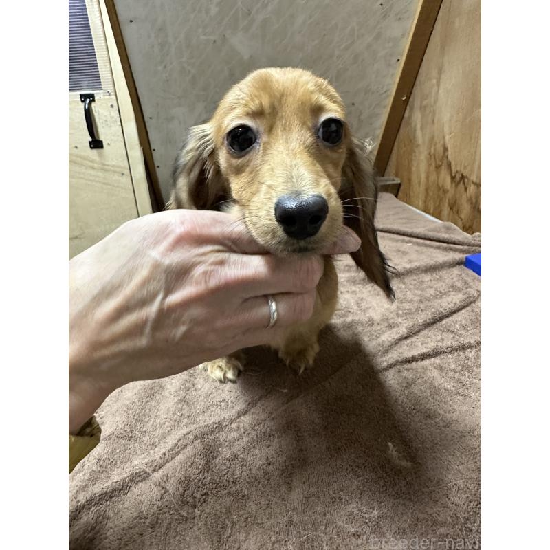 販売中の青森県のミニチュアダックスフンド(ロングヘアード)-445464の3枚目